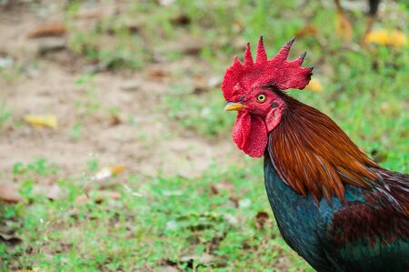 Bantam Animal Head Closeupの写真素材