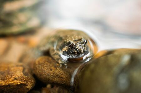 Young frog in pondの写真素材