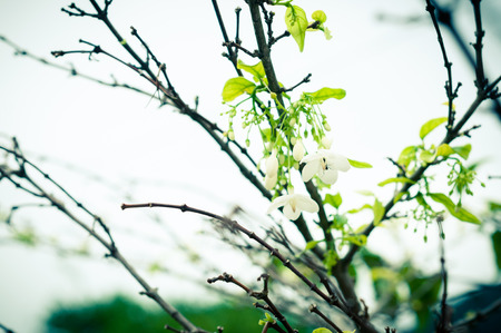 closeup of moke flower tree in gardenの写真素材