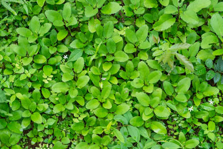 Background of green plantの写真素材