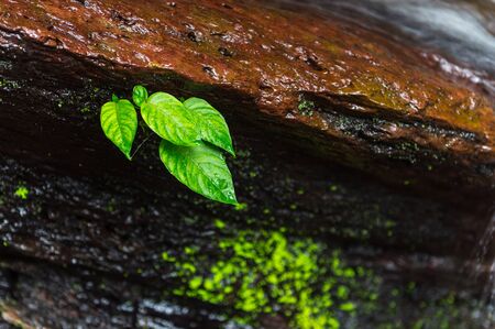 Closeup of green plant growth on stone