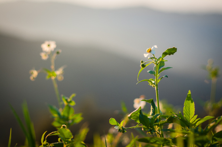 Closeup of small white flower on mountain.の写真素材