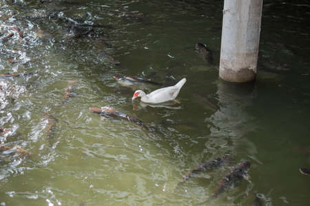 white duck and fishの写真素材