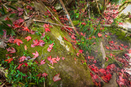 maple leaf on the floorの写真素材
