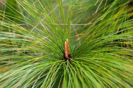 Closeup of pine flowerの写真素材
