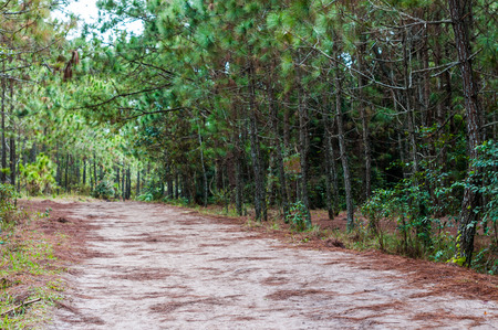 Pathway in the forest landscape