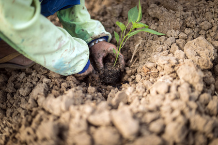 Closeup of hand, planting chili a seedling treeの写真素材