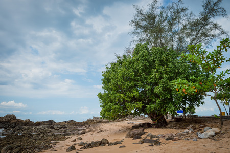 Big tree and beach landscapeの写真素材