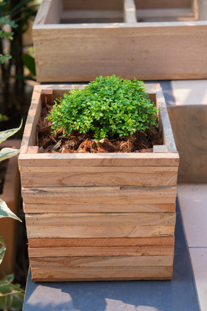 Closeup of wooden pot with green plant in gardenの写真素材