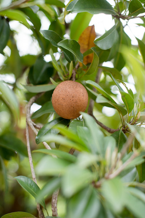 Closeup of sapodilla fruit on treeの写真素材