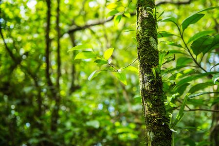 Closeup of leaf on tree in the forest