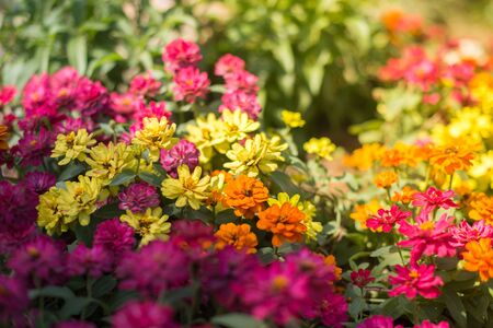 Beautiful flower in the garden closeupの写真素材