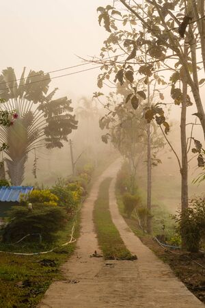 street road with tree and foggyの写真素材