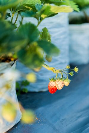 Closeup of strawberry plant in a farmの写真素材