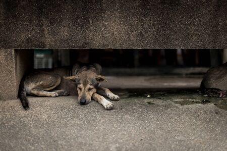 Closeup of a dog sleepingの写真素材