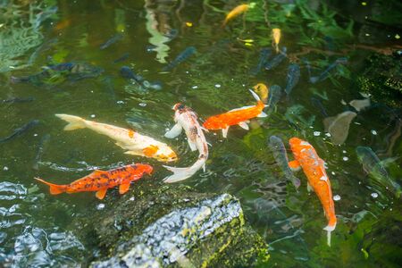Closeup of Koi fish in a pondの写真素材