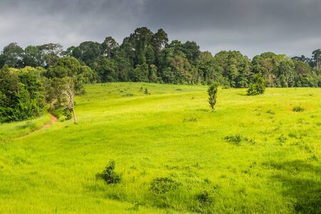 Landscape of green field forestの写真素材