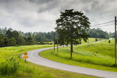 Green field and road in the forestの写真素材