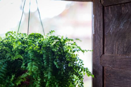 hanging plant pot with wood window closeupの写真素材