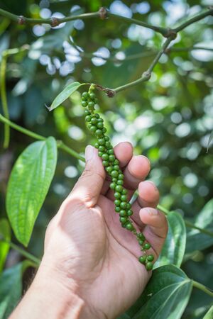 Closeup of hand holding a pepper seedの写真素材