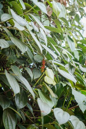 Farm of pepper plant closeupの写真素材