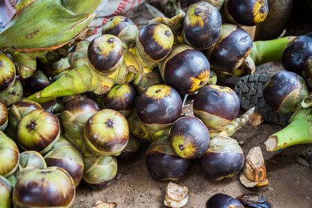 Closeup of toddy palm fruitの写真素材