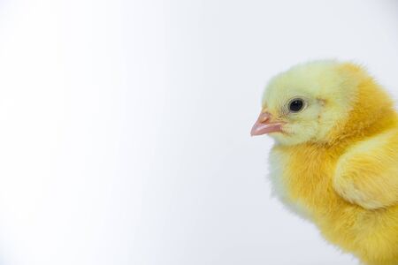 Little, sweet yellow chicken on white background.の写真素材