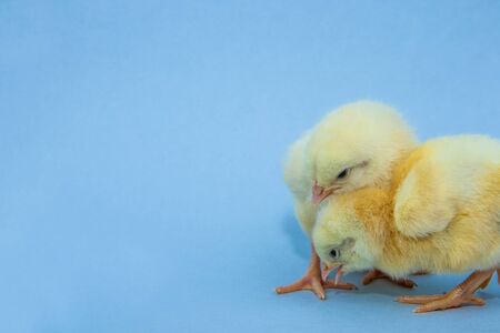 Little, sweet yellow chicken on blue background.の写真素材