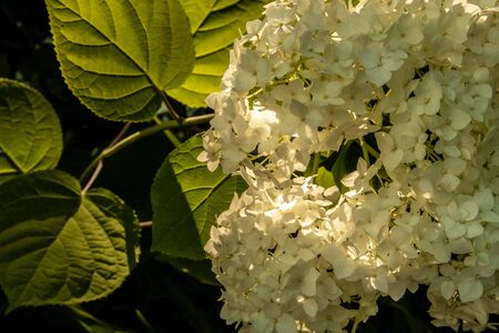 Hydrangea flowers in the sunset light of the sun.