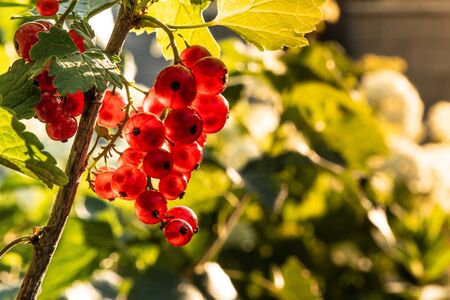 Currant berries in the sunset light of the sun.の写真素材