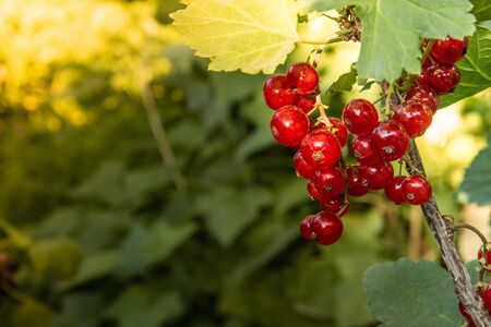 Currant berries in the sunset light of the sun.