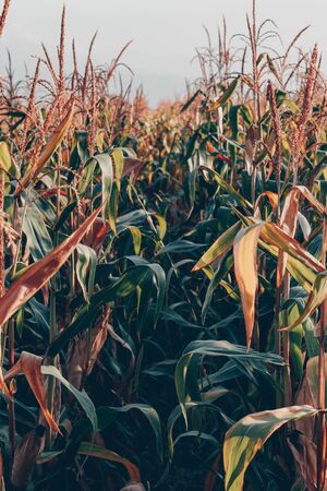 corn field in the rays of the setting sunの写真素材