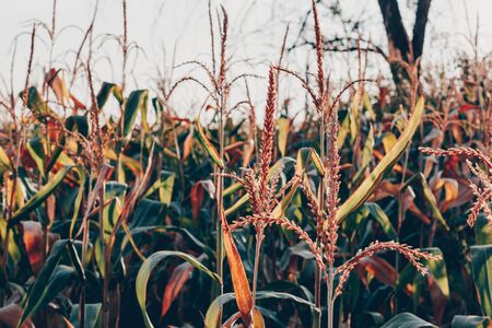 corn field in the rays of the setting sunの写真素材