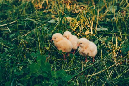 Little yellow chickens in green grass in the sunset lightの写真素材