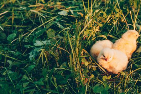 Little yellow chickens in green grass in the sunset lightの写真素材