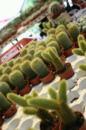 A view of cactusの素材