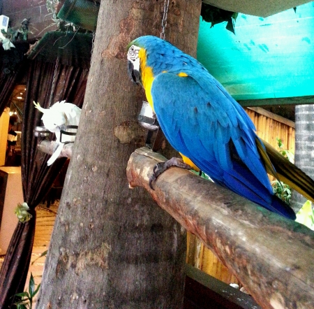 A beautiful parrotの素材