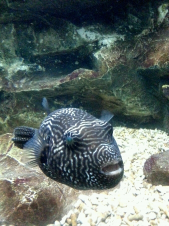 A fish in a aquariumの素材