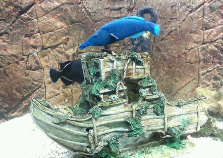 Colorful fish in a aquariumの素材