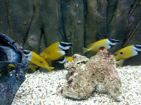 Colorful fish in a aquariumの素材