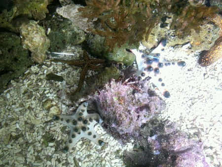 Beatiful starfishの素材