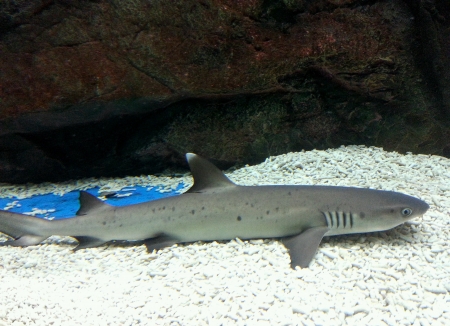 A baby shark in aquariumの素材
