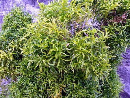 A green leaves の素材