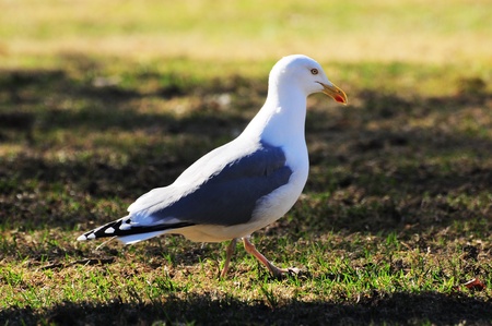 seagull in norwayの写真素材
