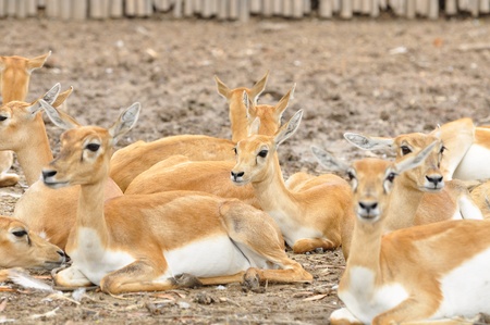young deer walk in the zooの写真素材