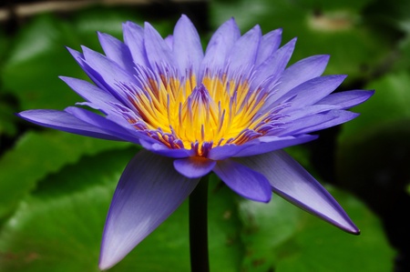 water lily in thailandの写真素材