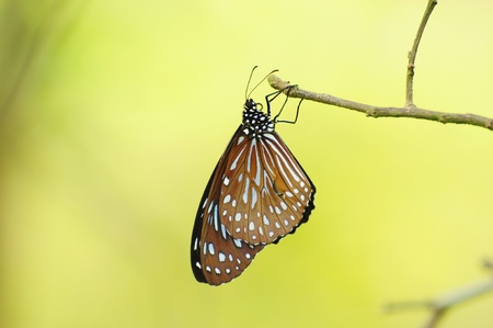 butterfly in the forest