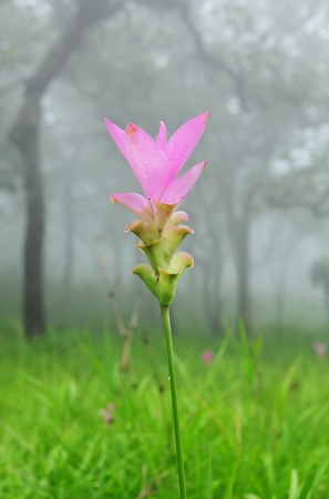 siam tulip in the morningの写真素材