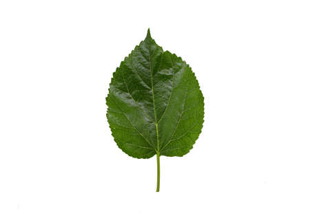 Mulberry leaf isolated on white backgroundの写真素材