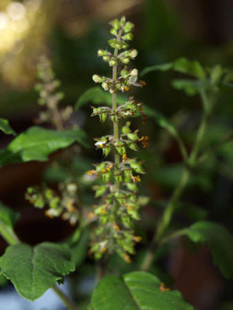 Basil flowers.の写真素材